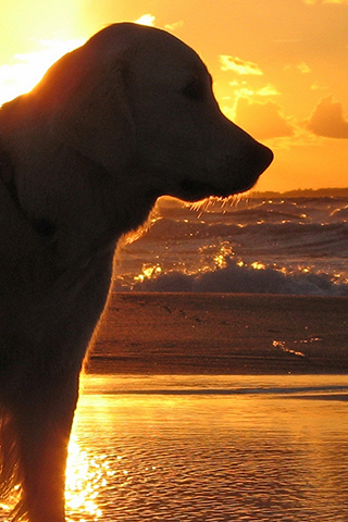 golden retriever wallpaper iphone,natur,himmel,hund,morgen,horizont