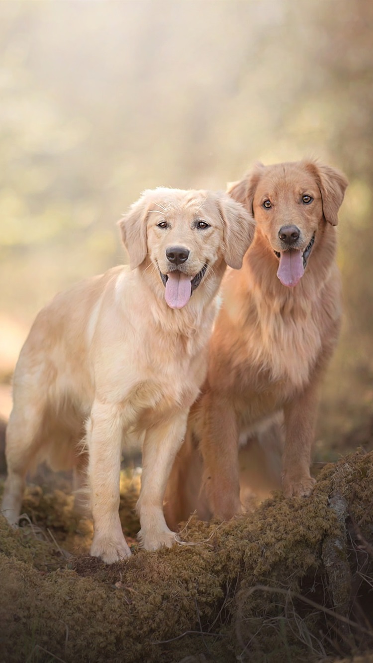 iphone sfondo golden retriever,cane,golden retriever,gruppo sportivo,labrador retriever