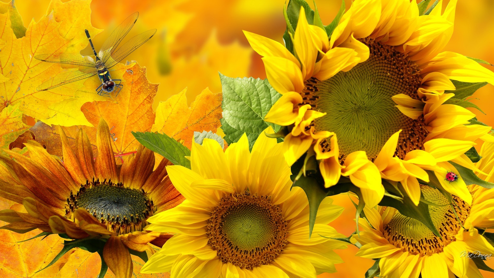 fall flowers wallpaper,flower,sunflower,yellow,sunflower,plant