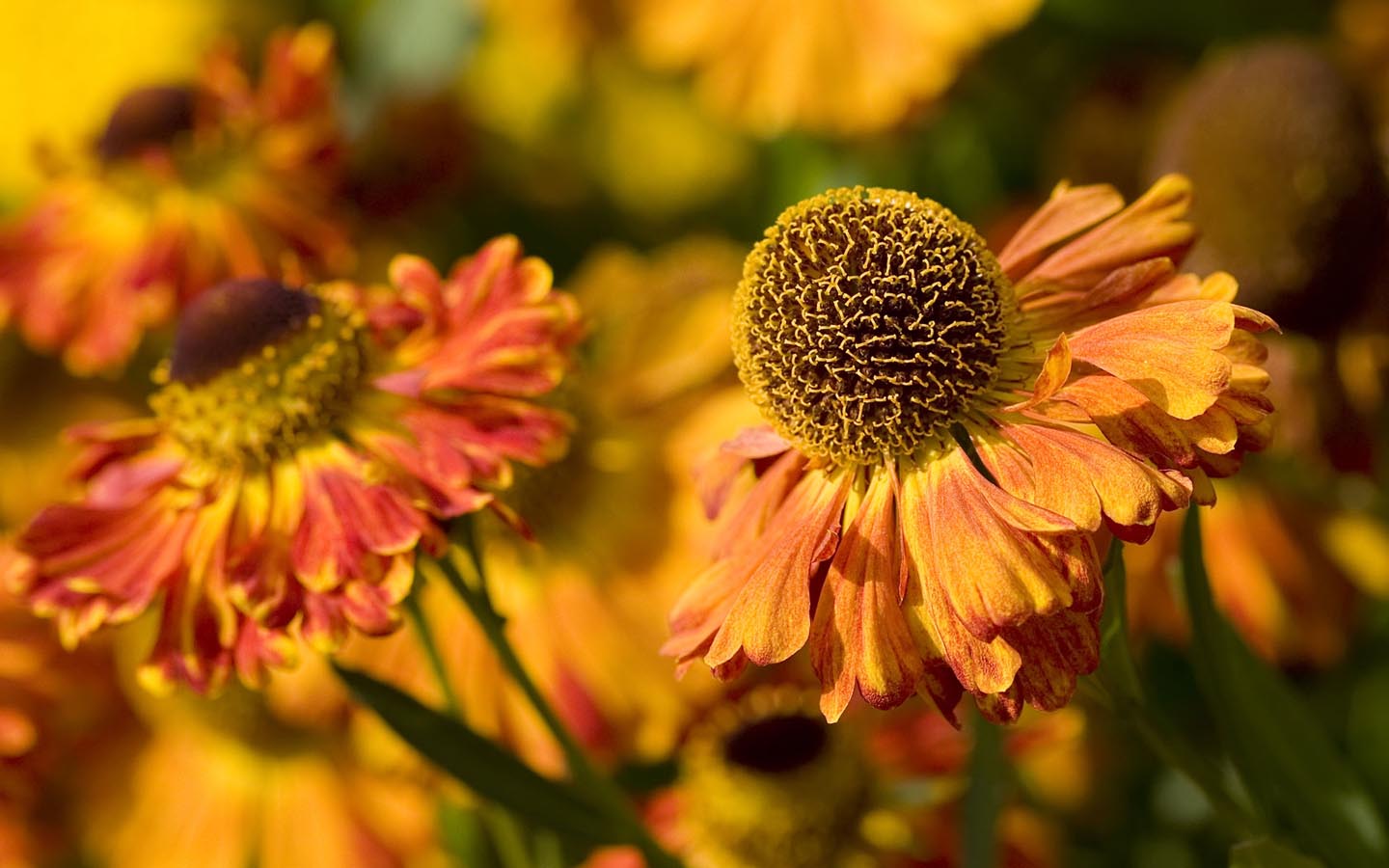 fleurs d'automne fond d'écran,fleur,jaune,pétale,plante,plante à fleurs