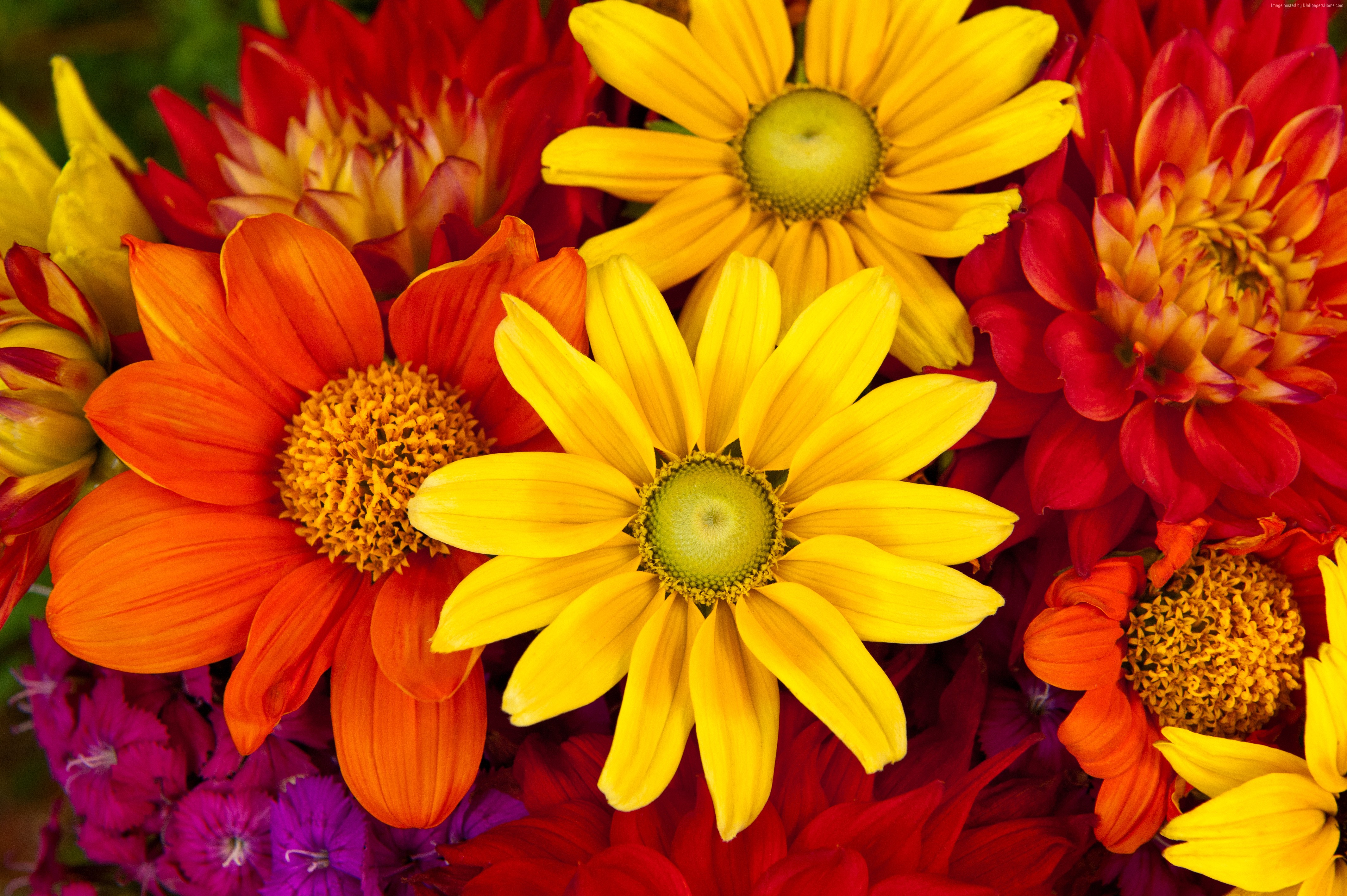 fall flowers wallpaper,flower,flowering plant,petal,yellow,plant