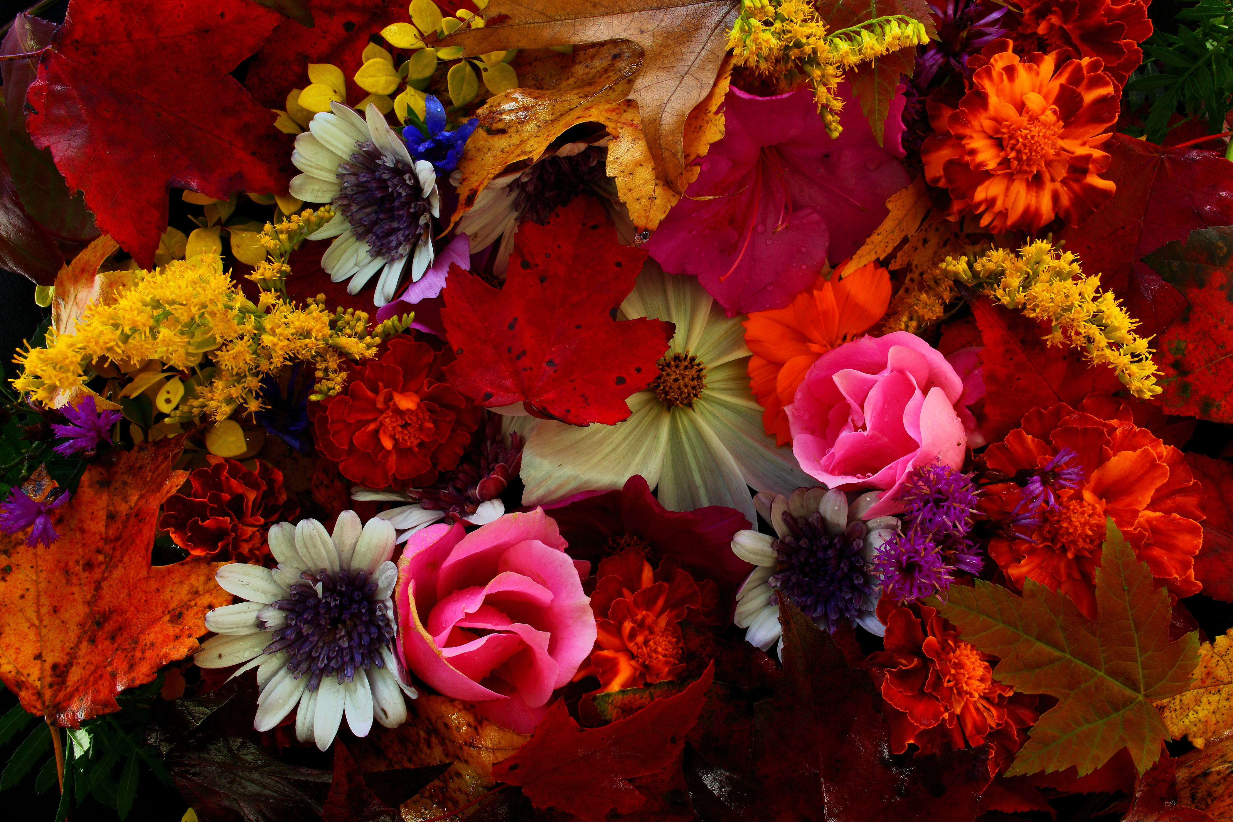 fleurs d'automne fond d'écran,fleur,fleurs coupées,bouquet,plante,arrangement floral