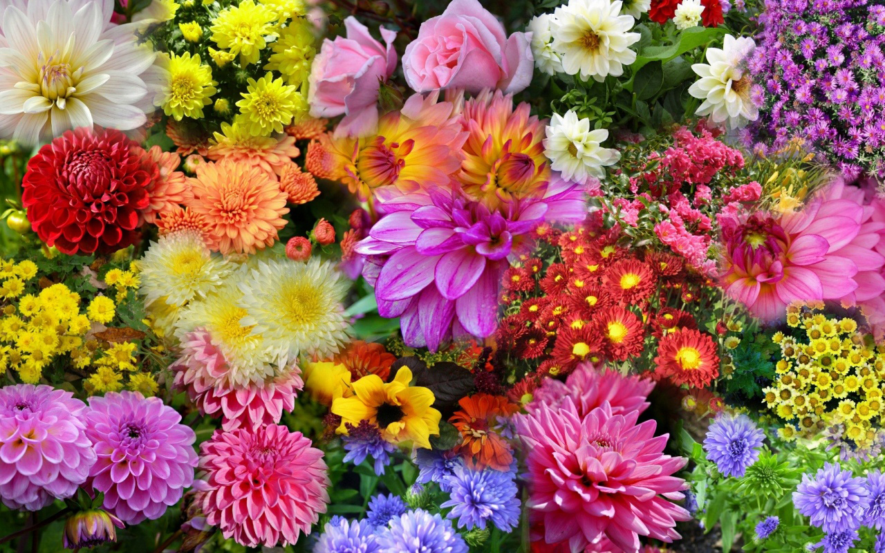 秋の花の壁紙,花,開花植物,工場,フローリストリー,花柄