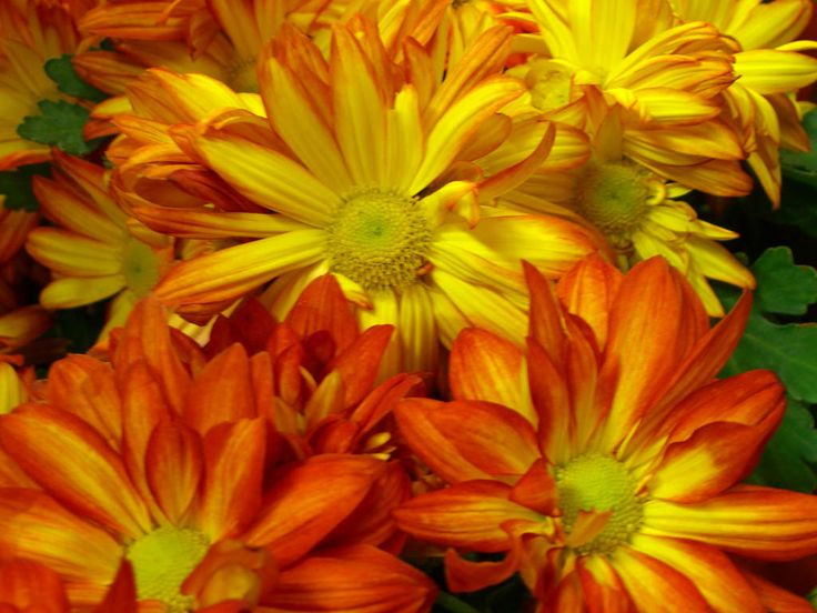 秋の花の壁紙,花,開花植物,花弁,オレンジ,黄