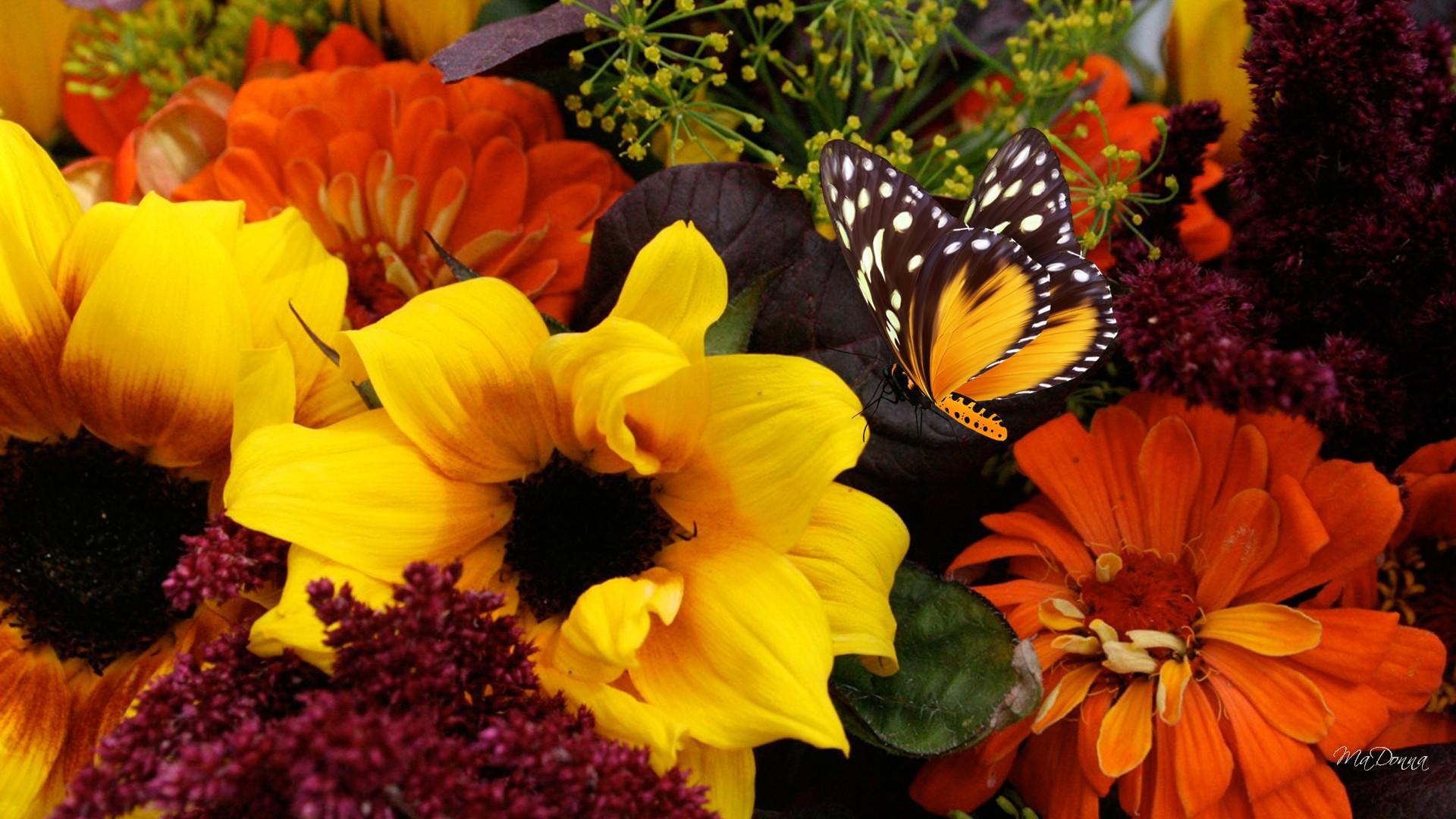 가을 꽃 벽지,신시아 아속,나비,꽃,꽃잎,노랑