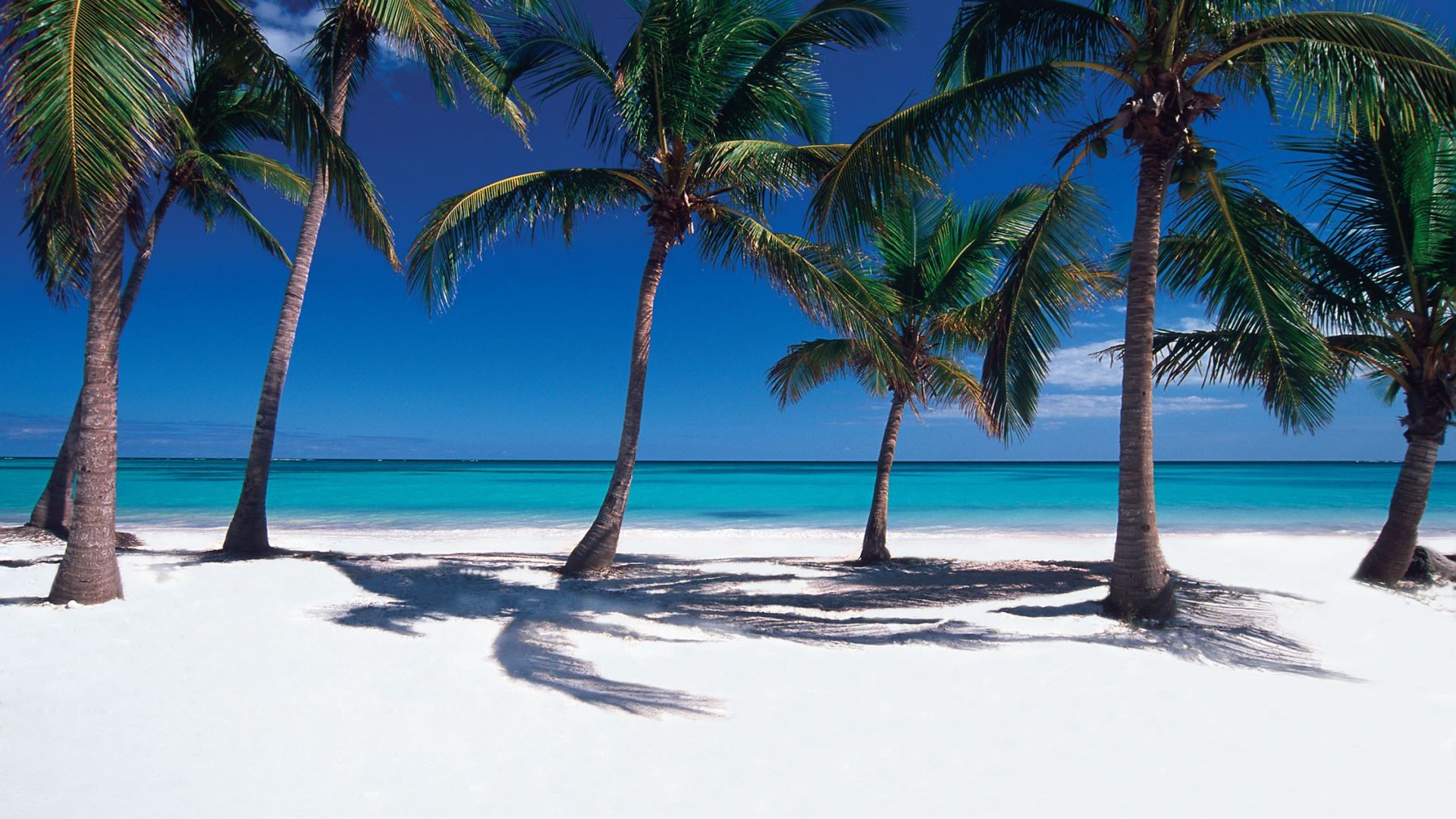 papier peint république dominicaine,arbre,la nature,palmier,plage,vacances