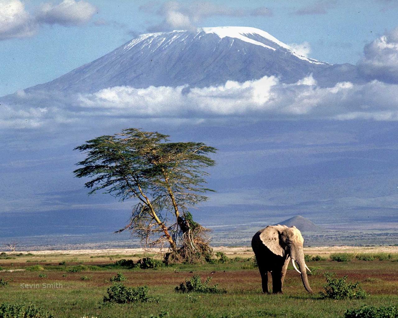 papier peint kilimandjaro,faune,prairie,paysage naturel,savane,safari