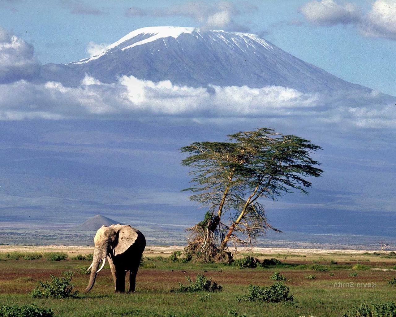 papier peint kilimandjaro,prairie,paysage naturel,faune,savane,safari