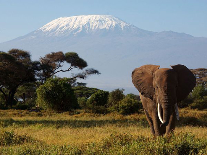 kilimanjaro tapete,elefant,tierwelt,natürliche landschaft,elefanten und mammuts,landtier