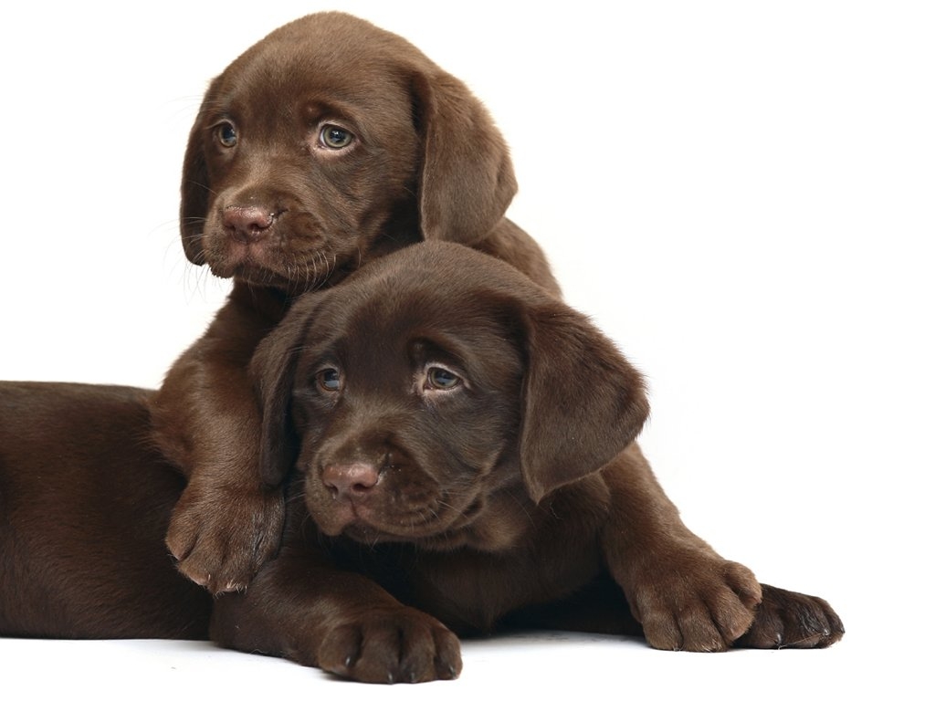 fond d'écran de laboratoire de chocolat,chien,labrador retriever,chiot,groupe sportif