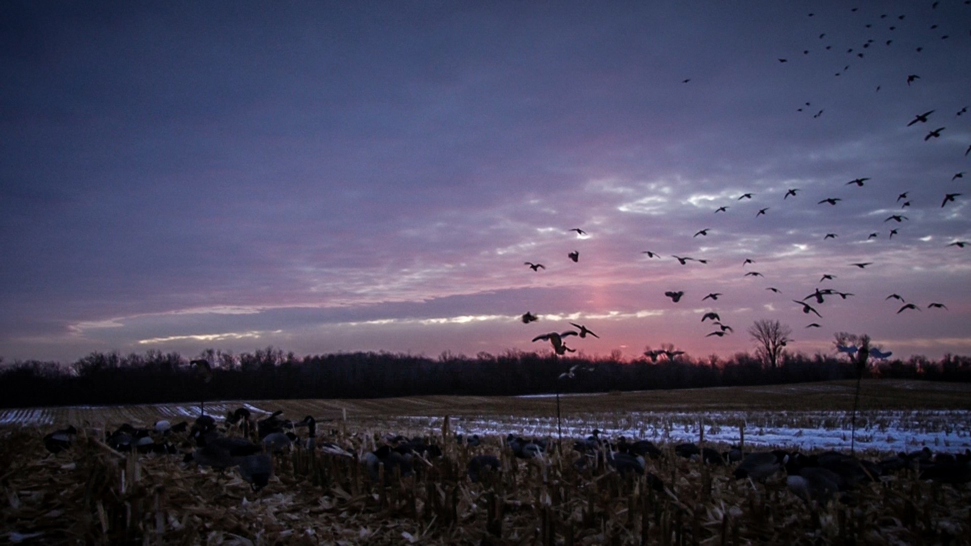 fond d'écran de chasse au canard,ciel,troupeau,paysage naturel,migration des oiseaux,nuage