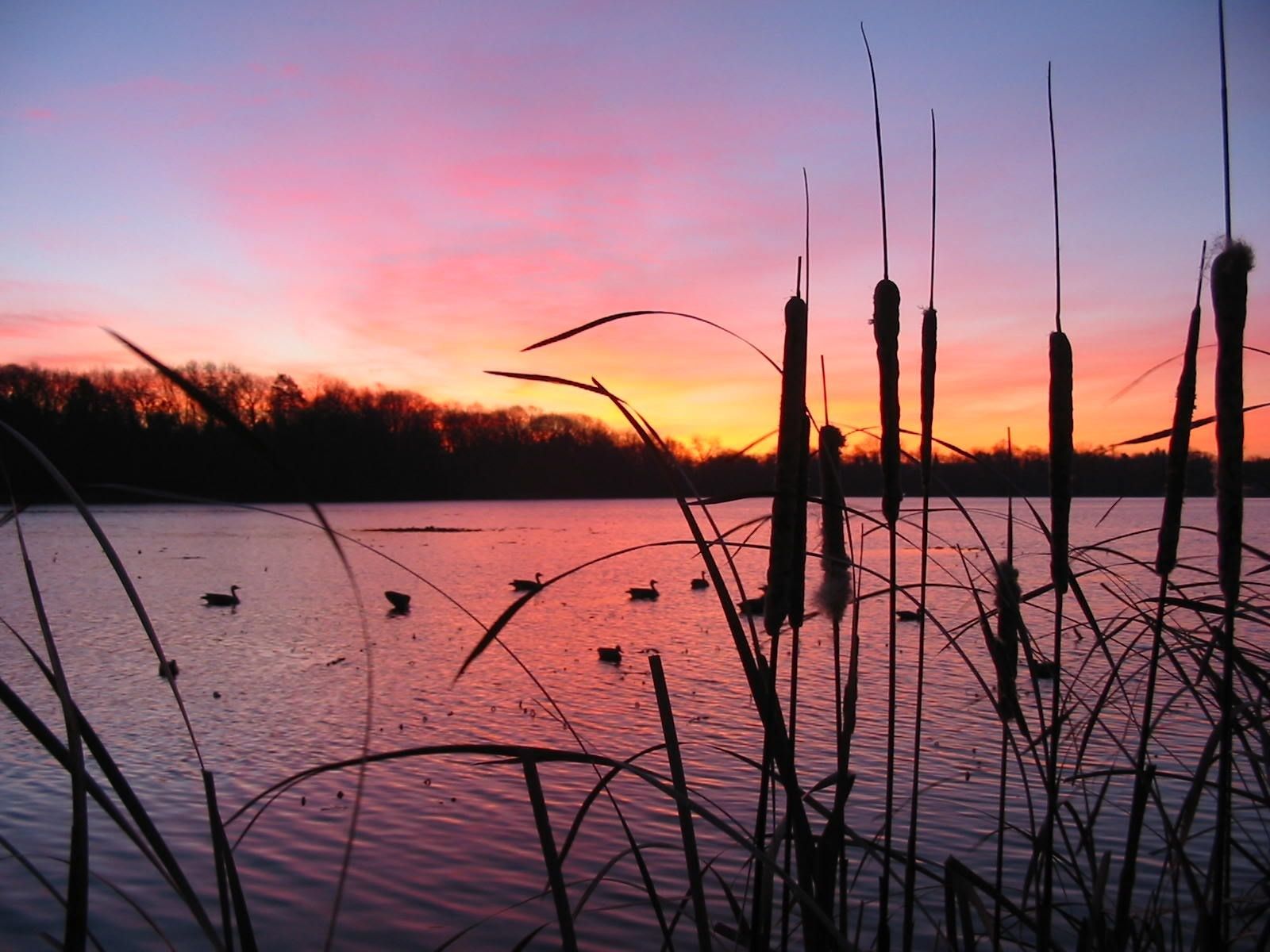 duck hunting wallpaper,sky,nature,natural landscape,water,sunset
