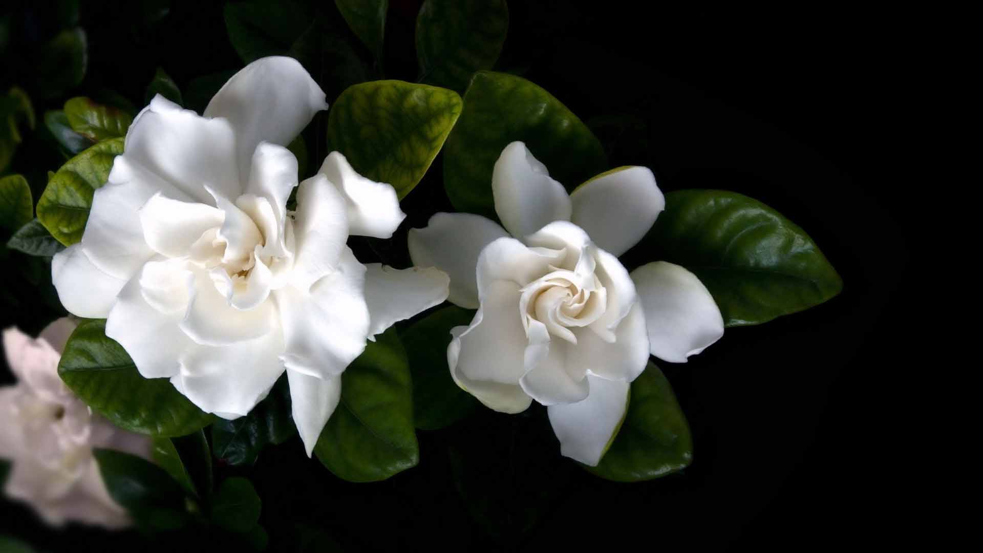 gardenia wallpaper,flower,gardenia,flowering plant,white,petal