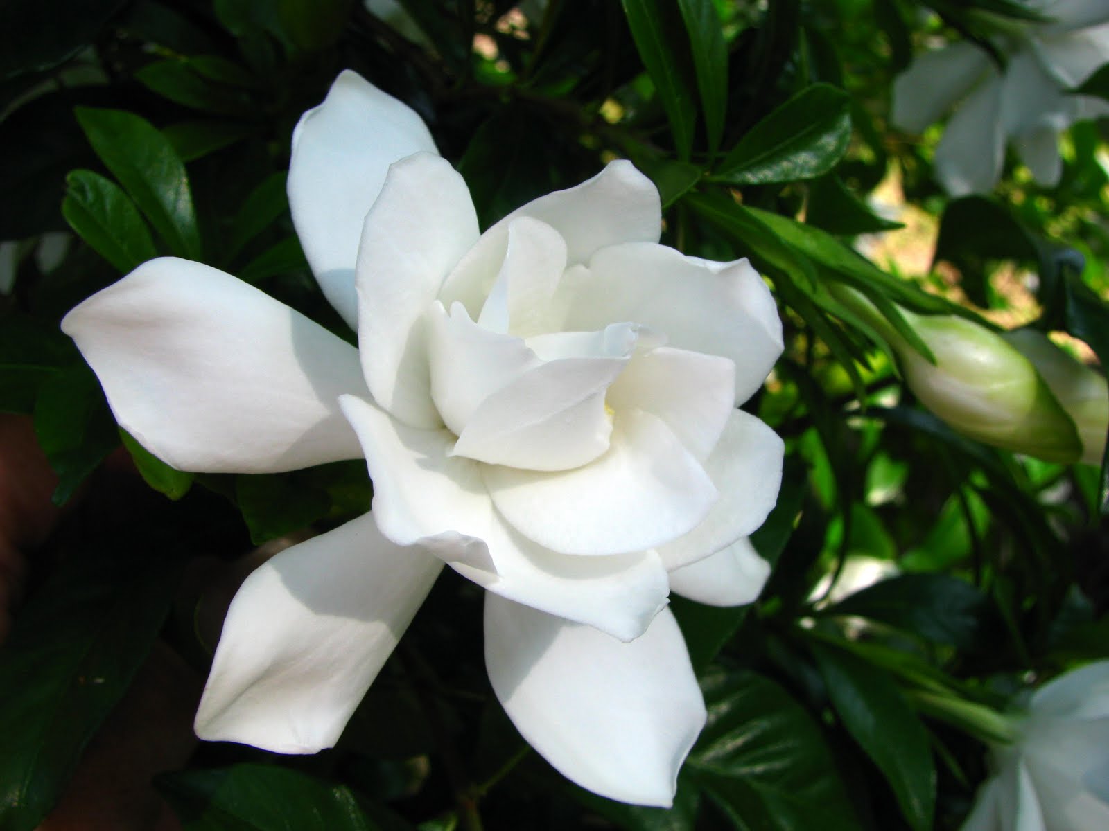 gardenia wallpaper,flower,flowering plant,white,petal,gardenia