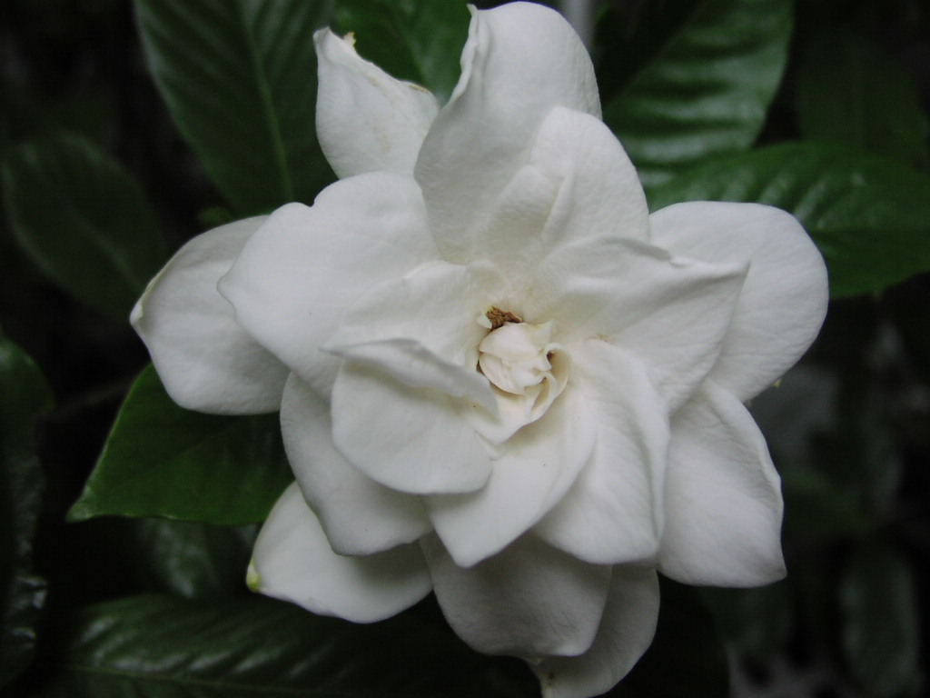 gardenia wallpaper,flower,flowering plant,white,petal,gardenia (#358943