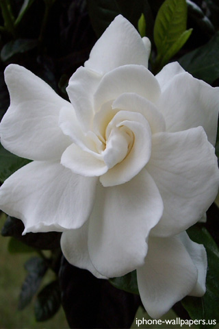 papier peint gardénia,fleur,plante à fleurs,blanc,pétale,gardénia