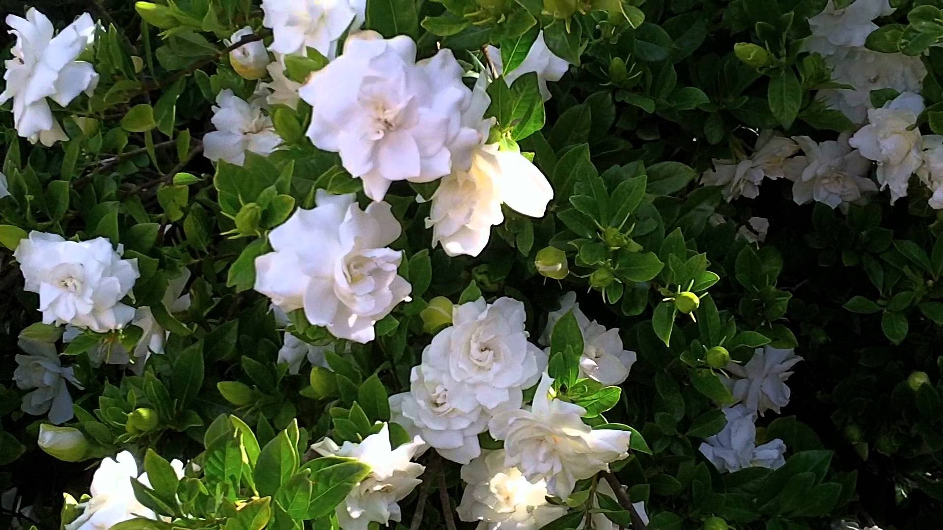 gardenia wallpaper,flower,flowering plant,white,plant,petal