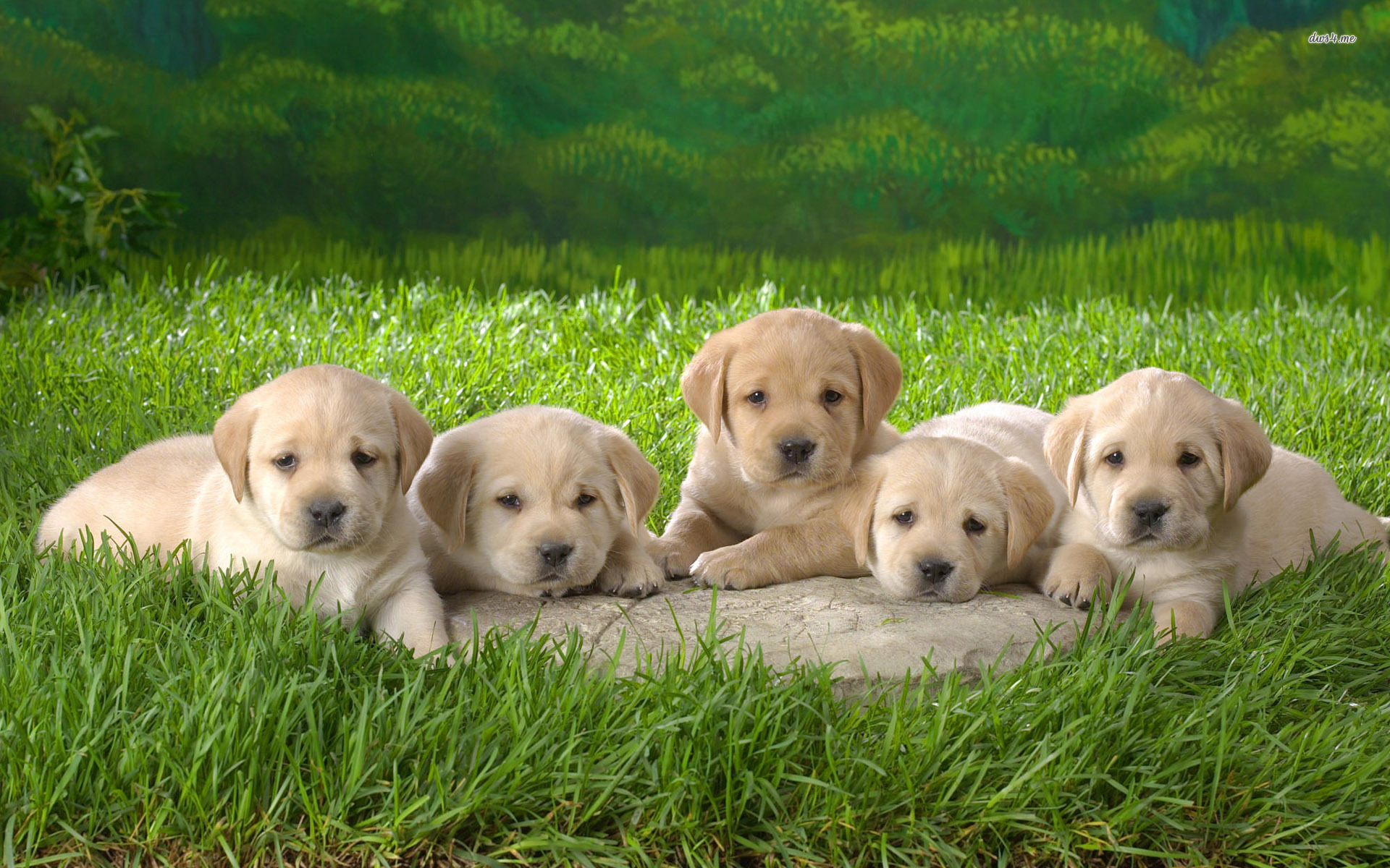 ラブラドール犬イメージ壁紙,犬,ラブラドール・レトリバー,子犬,ゴールデンレトリバー