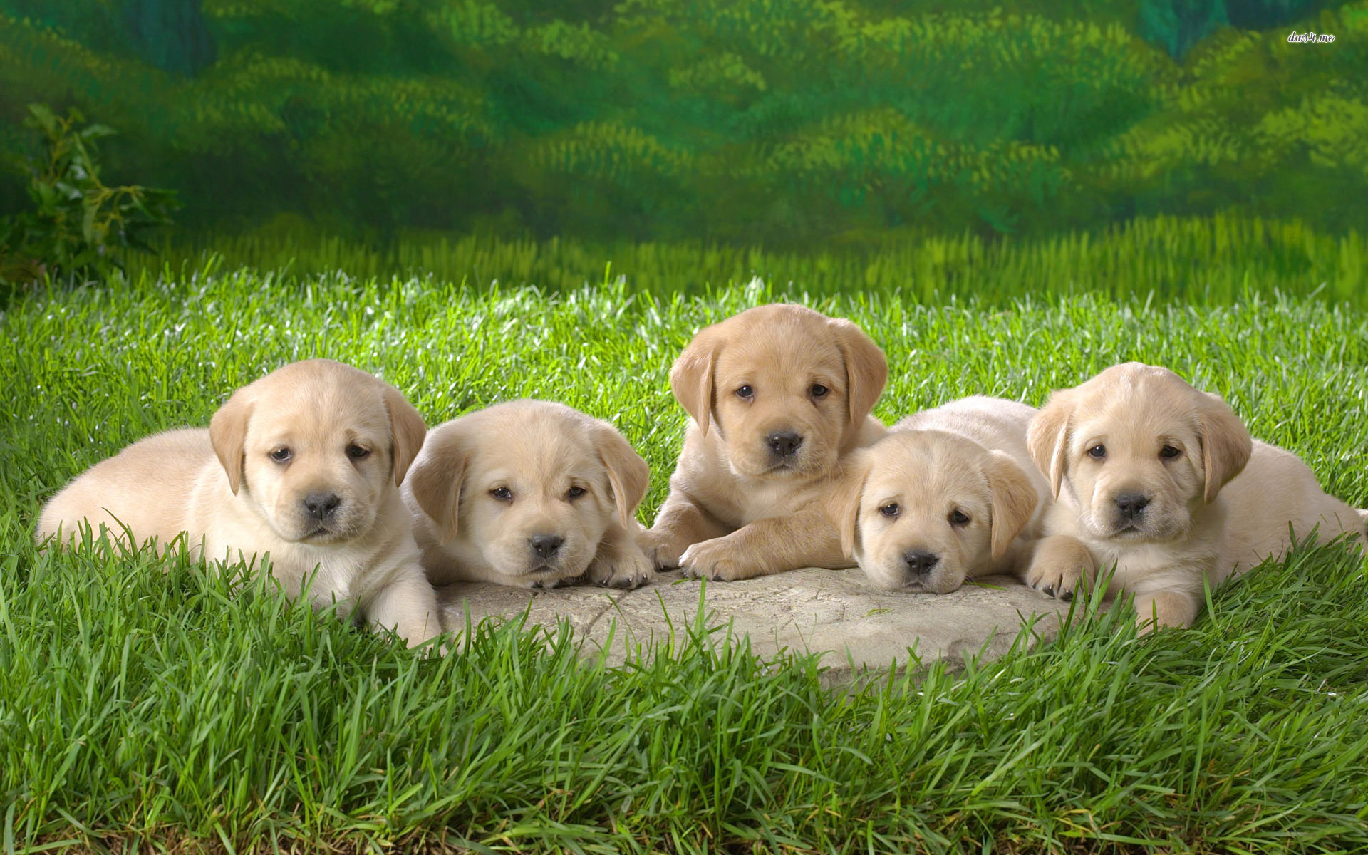 labrador dog images wallpaper,dog,mammal,vertebrate,dog breed,canidae