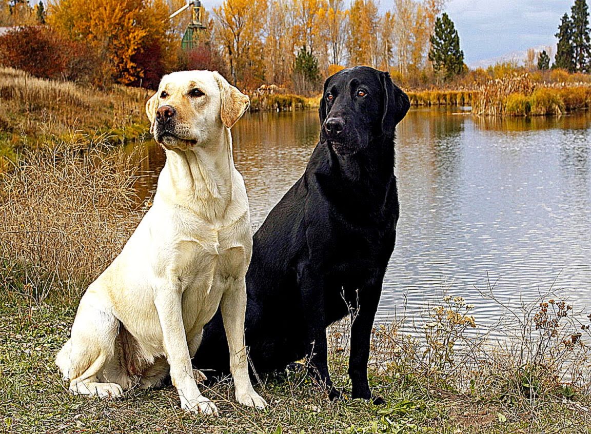 labrador hund bilder wallpaper,hund,labrador retriever,sportgruppe,golden retriever