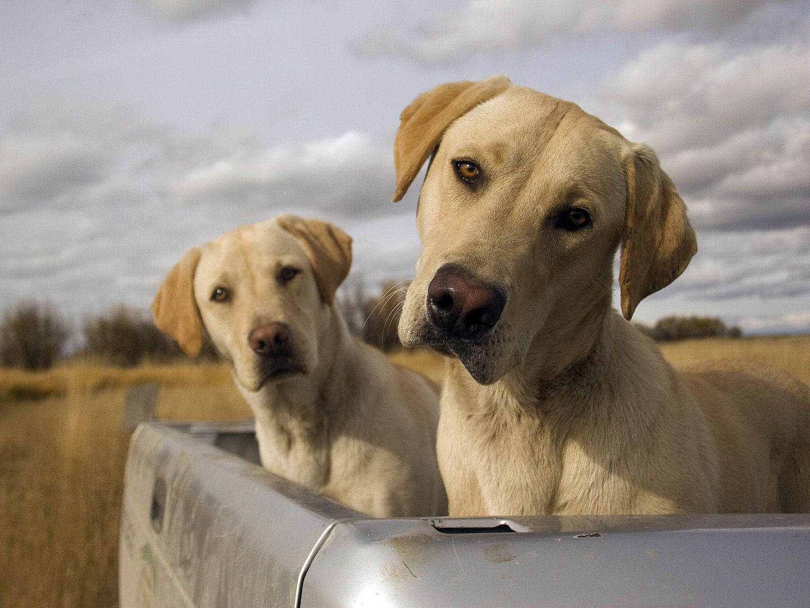 labrador dog imágenes fondos de pantalla,perro,labrador retriever,grupo deportivo,perro de compañía