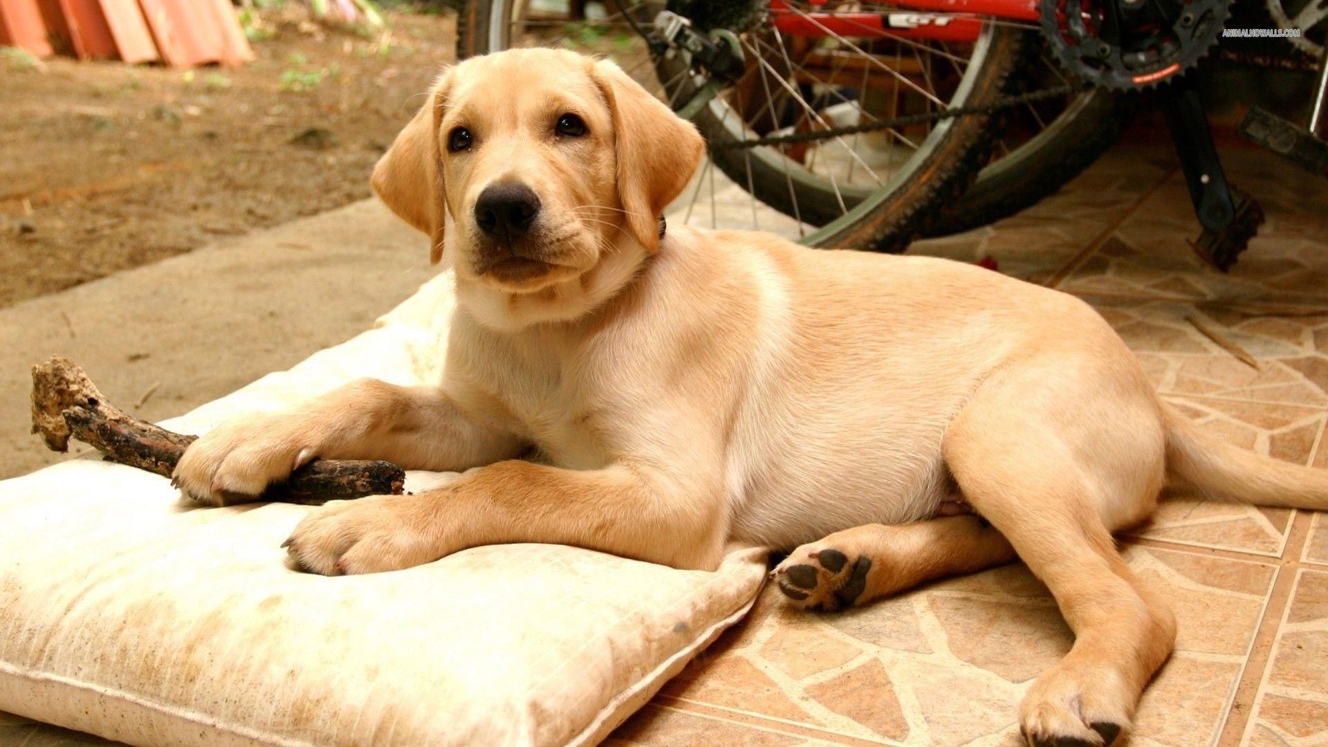 labrador dog imágenes fondos de pantalla,perro,labrador retriever,perro de compañía,golden retriever