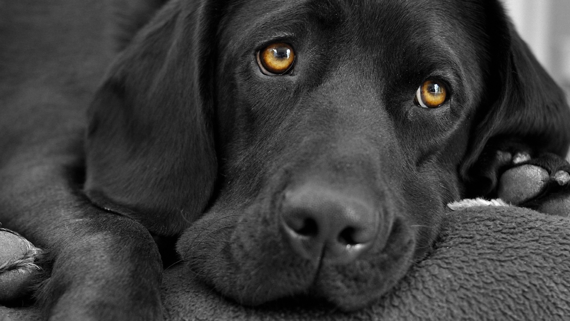 ラブラドール犬イメージ壁紙,犬,黒,ラブラドール・レトリバー,鼻