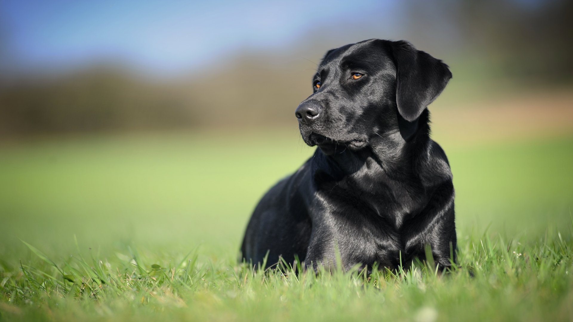 ラブラドール犬イメージ壁紙,犬,ラブラドール・レトリバー,スポーツグループ,鼻