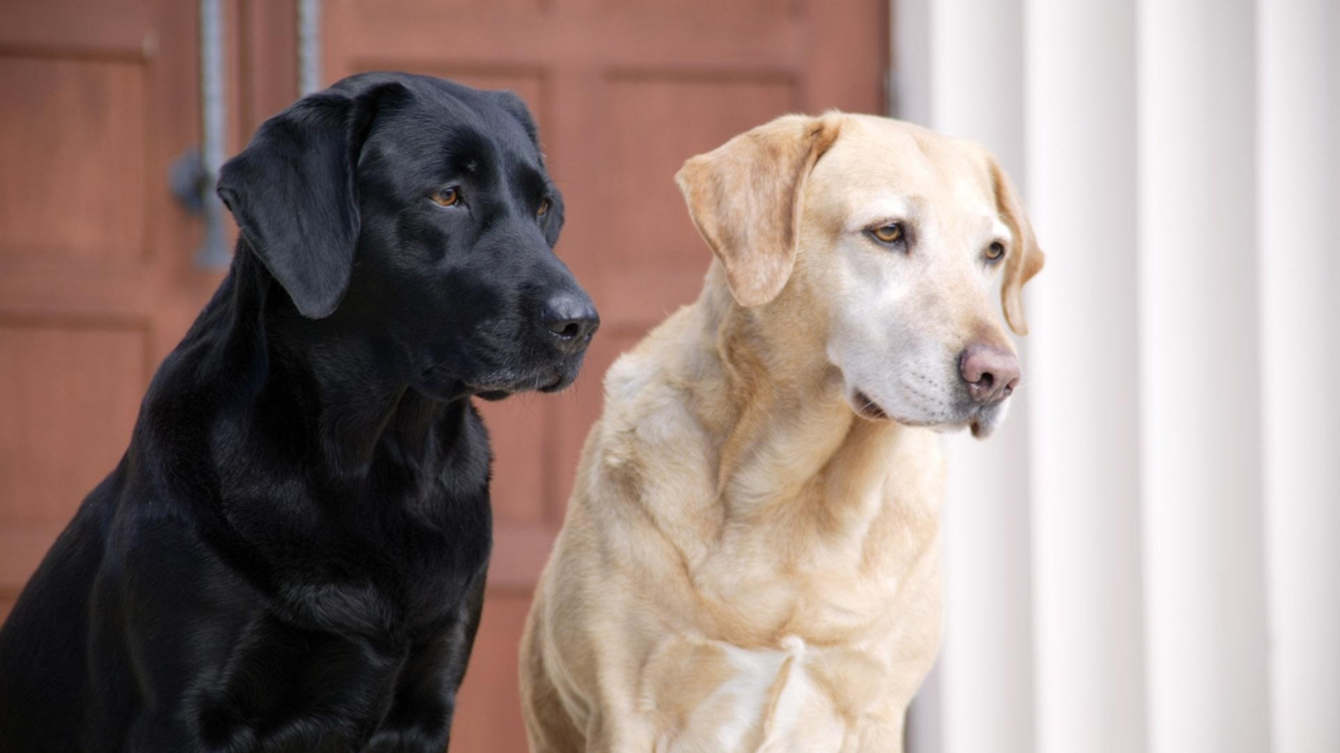 labrador dog imágenes fondos de pantalla,perro,labrador retriever,grupo deportivo,perro de caza