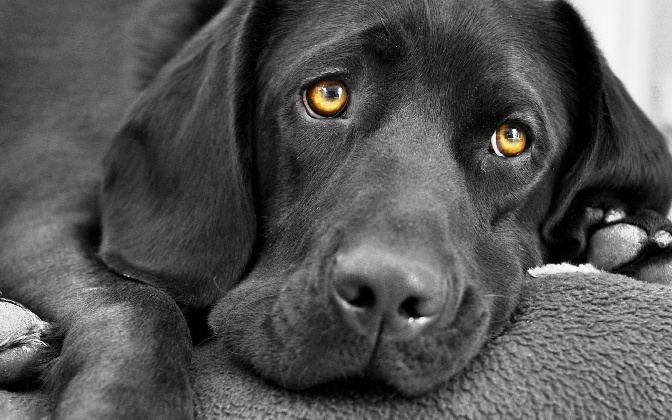carta da parati immagini cane labrador,cane,nero,grugno,labrador retriever