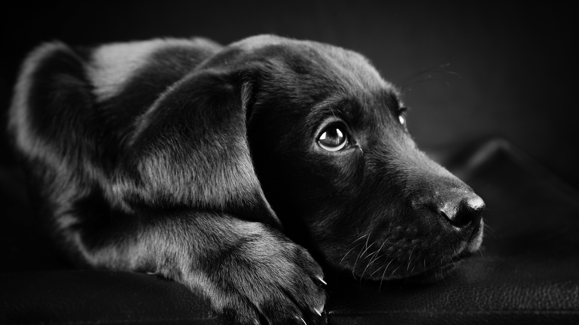 ラブラドール犬イメージ壁紙,犬,黒,鼻,子犬,黒と白