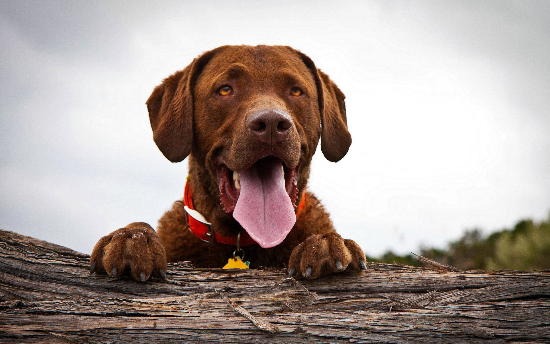 labrador dog images fond d'écran,chien,vizsla,groupe sportif,race de pointage,labrador retriever