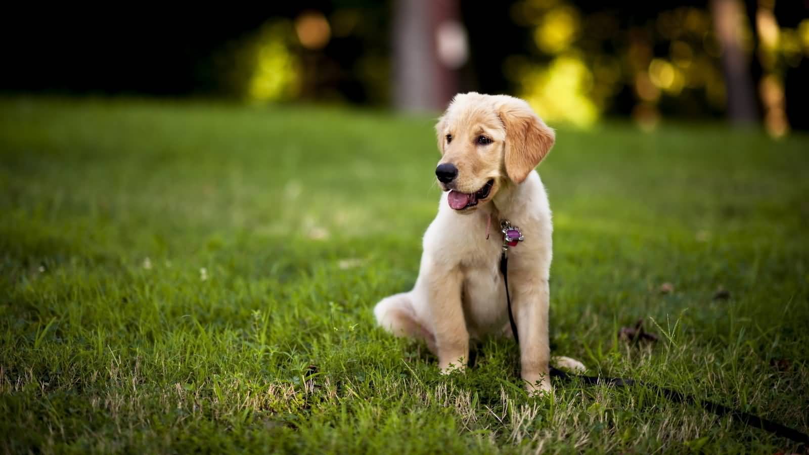 labrador dog imágenes fondos de pantalla,perro,golden retriever,perro de compañía,perrito