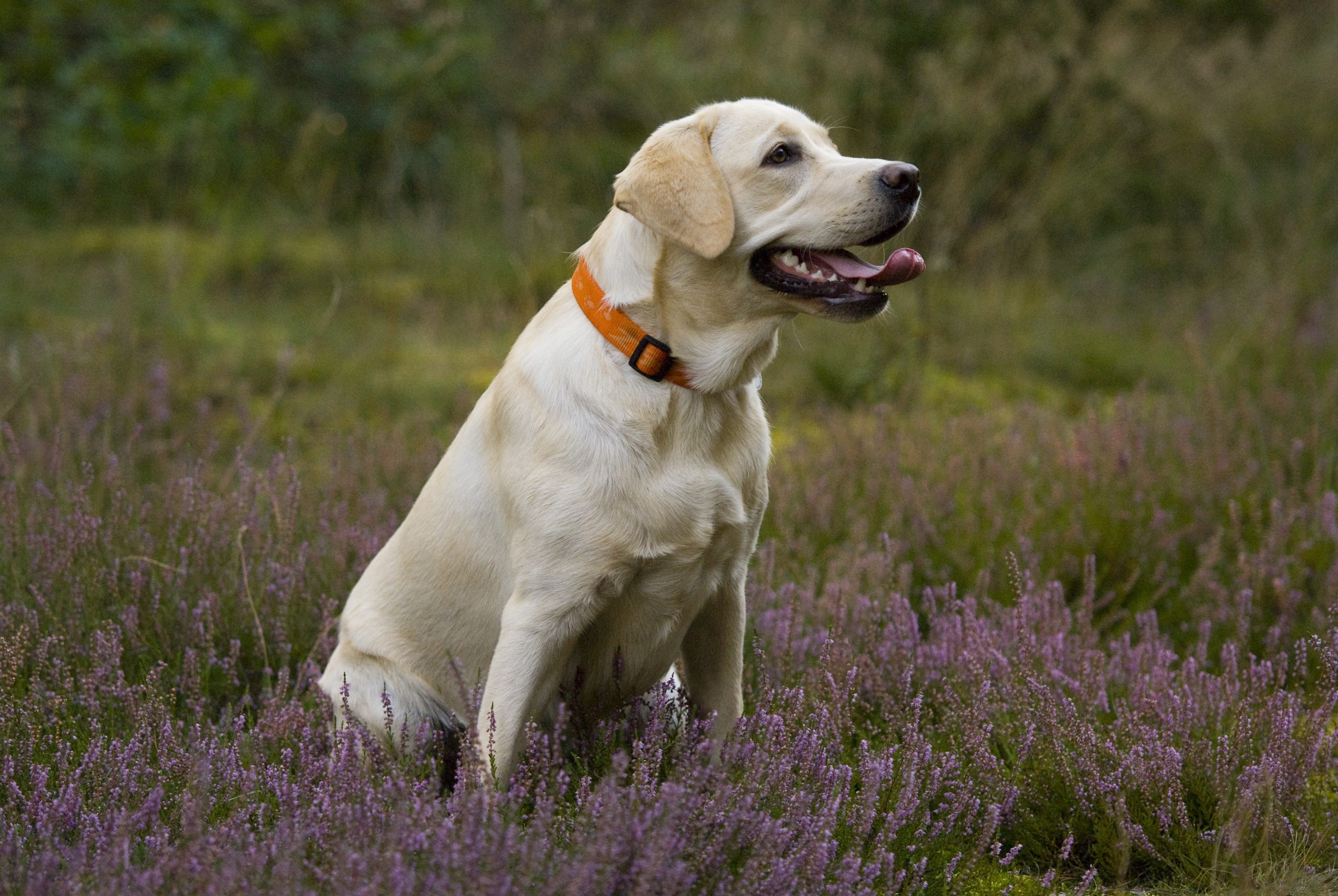 carta da parati immagini cane labrador,cane,labrador retriever,gruppo sportivo,golden retriever