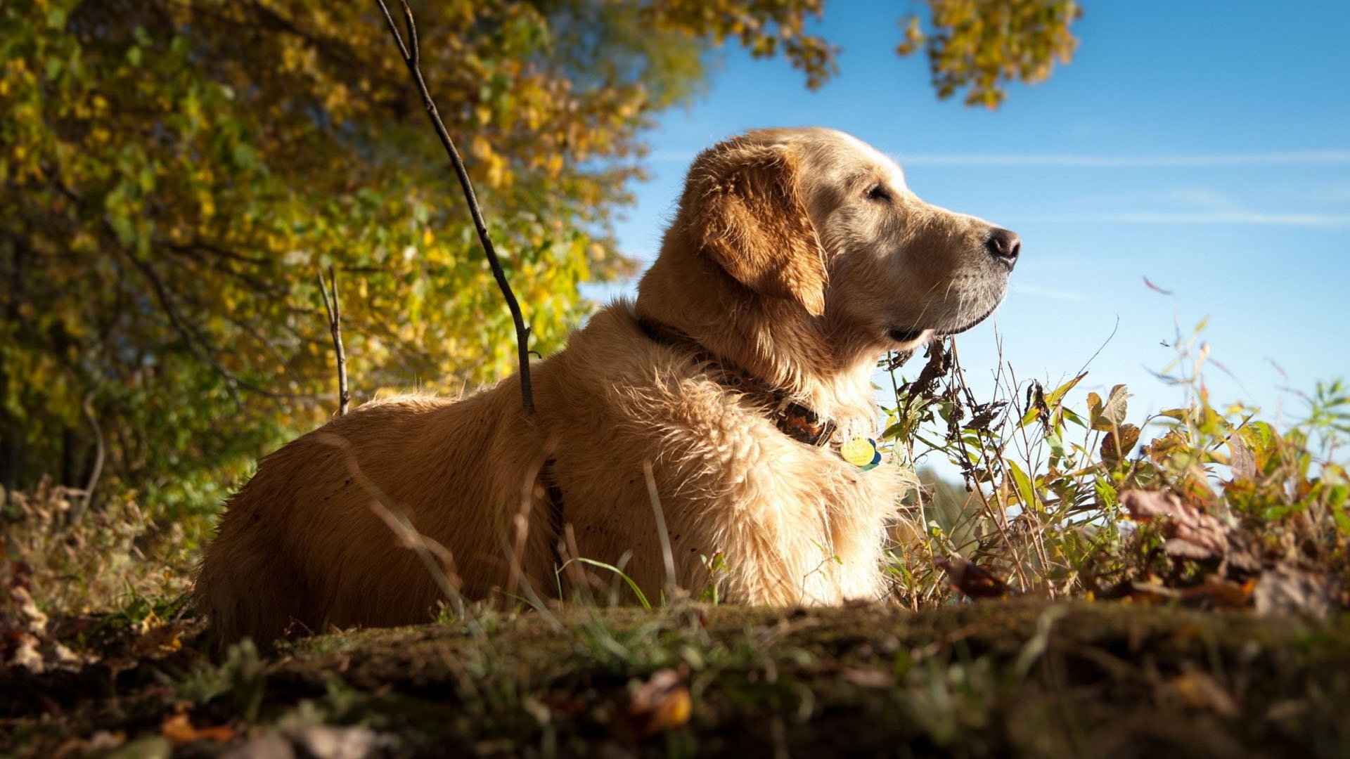 labrador dog images fond d'écran,chien,golden retriever,groupe sportif,labrador retriever