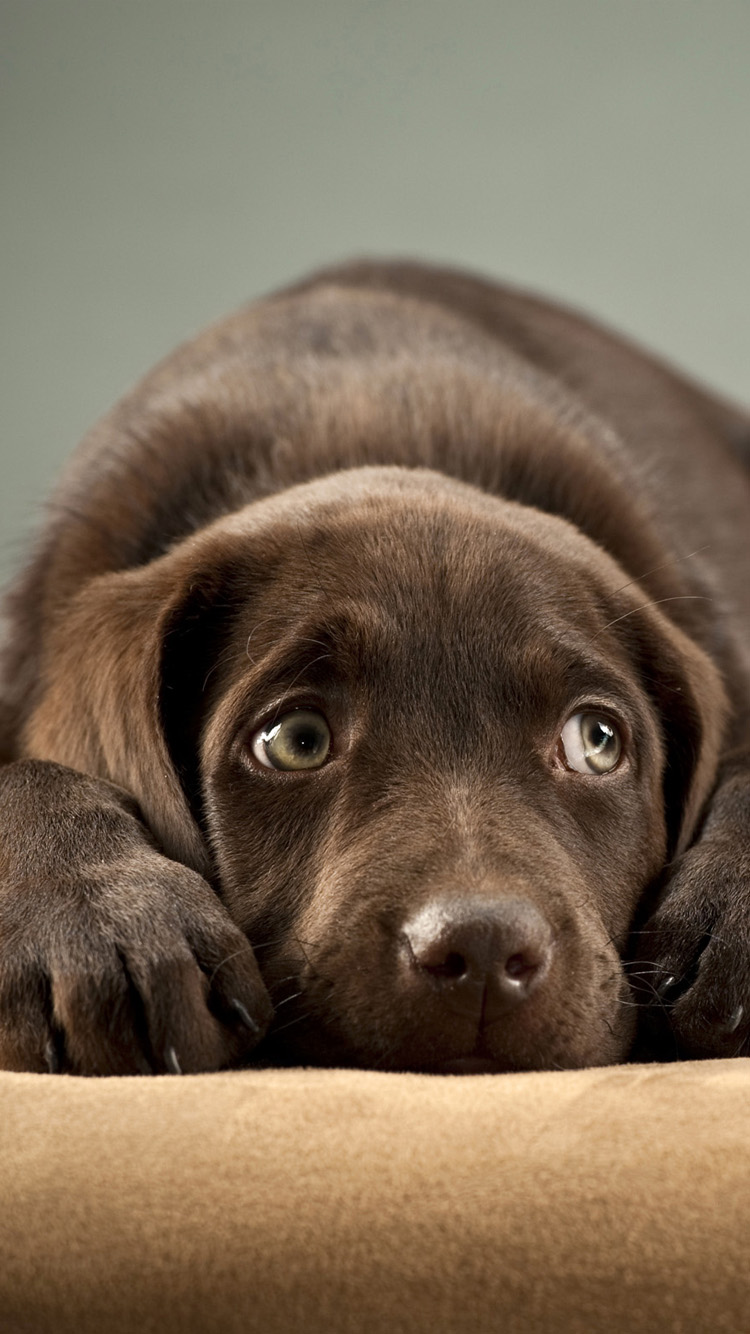 carta da parati labrador retriever,cane,labrador retriever,cucciolo ...