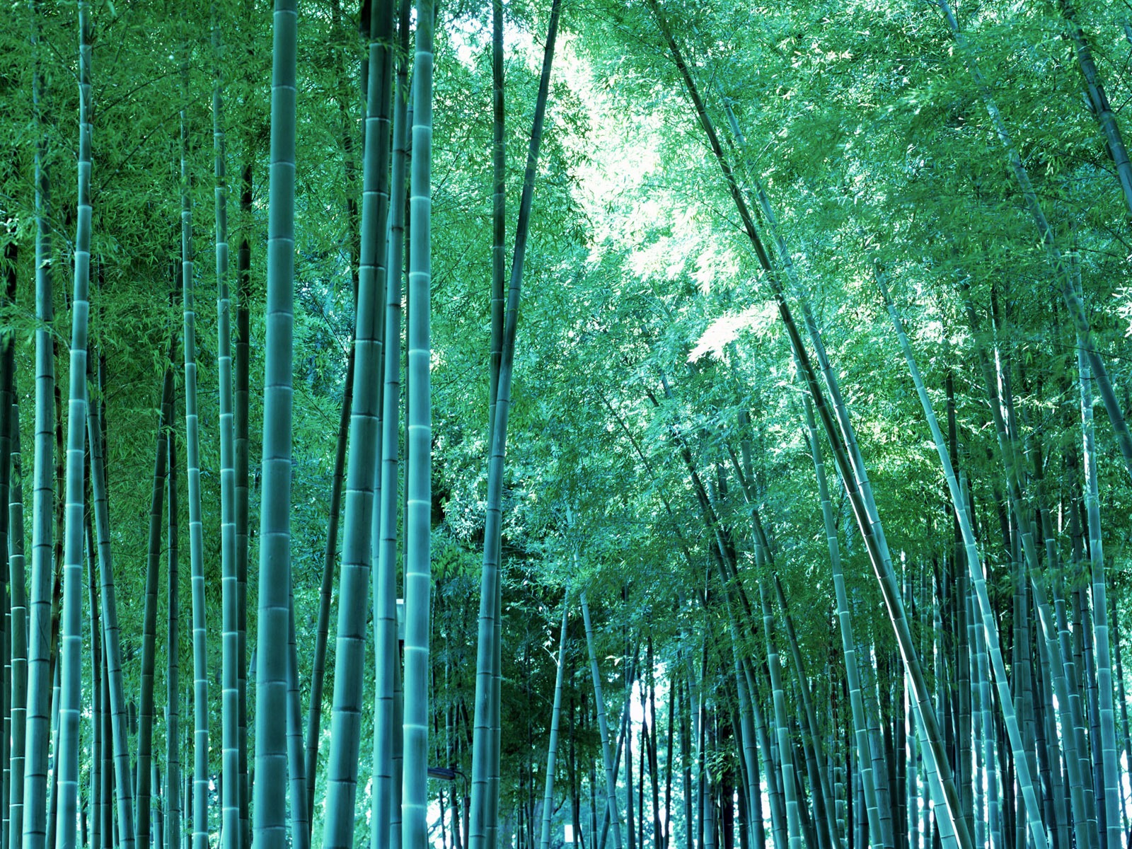 carta da parati stampa bambù,bambù,verde,albero,foresta,natura