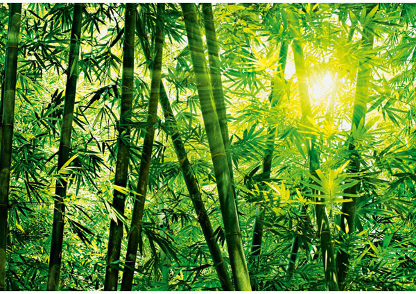 竹プリント壁紙,森林,緑,木,密林,工場