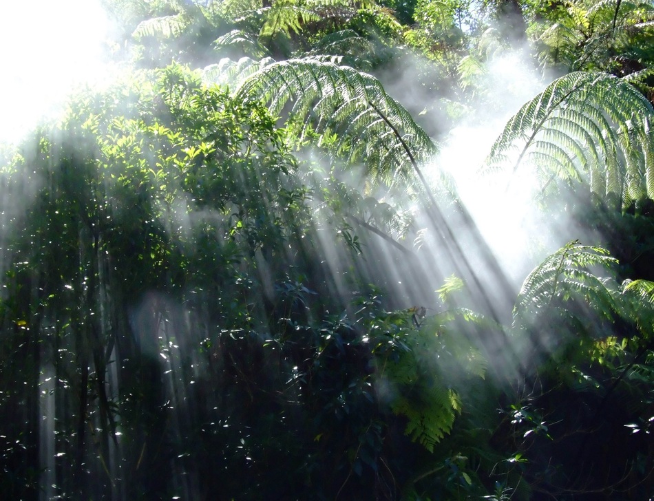 fond d'écran kutte ke,la nature,jungle,paysage naturel,forêt,lumière du soleil