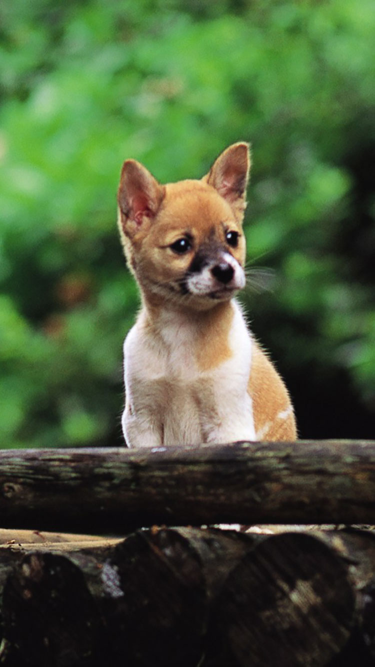 ドージェiphoneの壁紙,犬,野生動物,子鹿