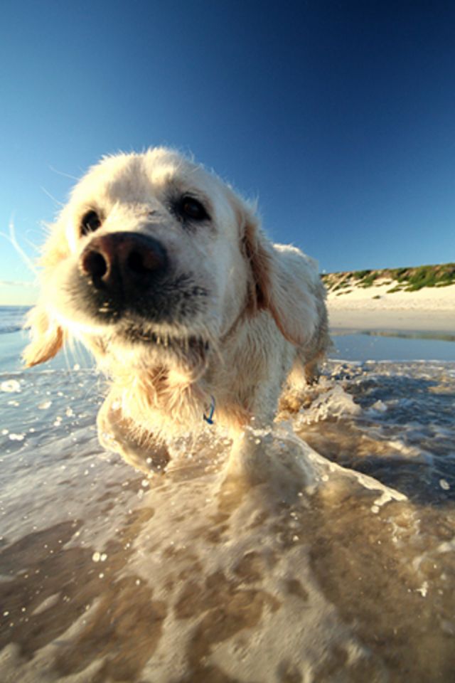 doge iphone wallpaper,hund,golden retriever,sportgruppe,schnauze,labrador retriever