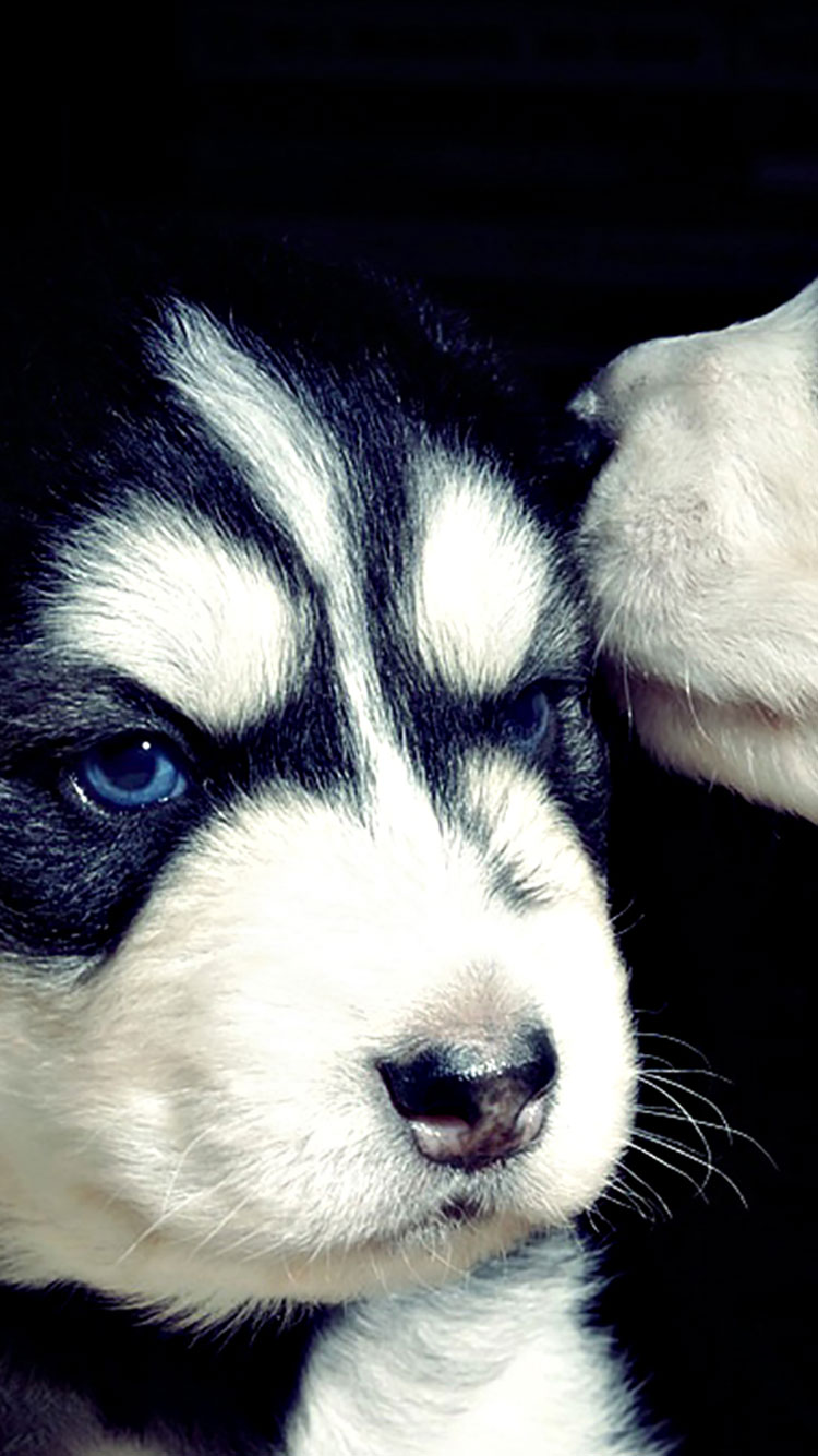 doge iphone wallpaper,sibirischer husky,hund,miniatur siberian husky,hündchen,alaskan malamute