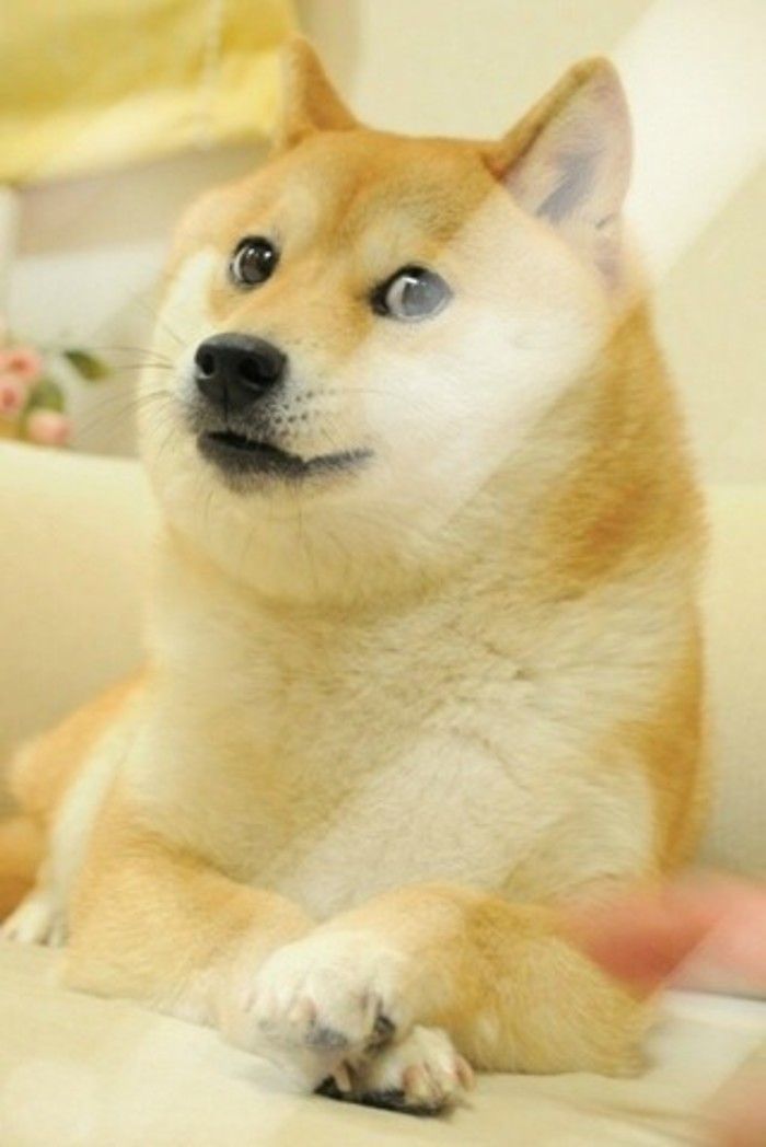 ドージェiphoneの壁紙 犬 柴犬 秋田犬 秋田 Wallpaperuse ドージェiphoneの壁紙 犬 柴犬 秋田犬 秋田 Wallpaperuse