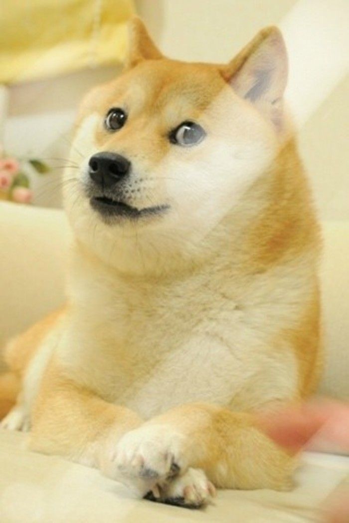 doge iphone wallpaper,hund,shiba inu,akita inu,akita