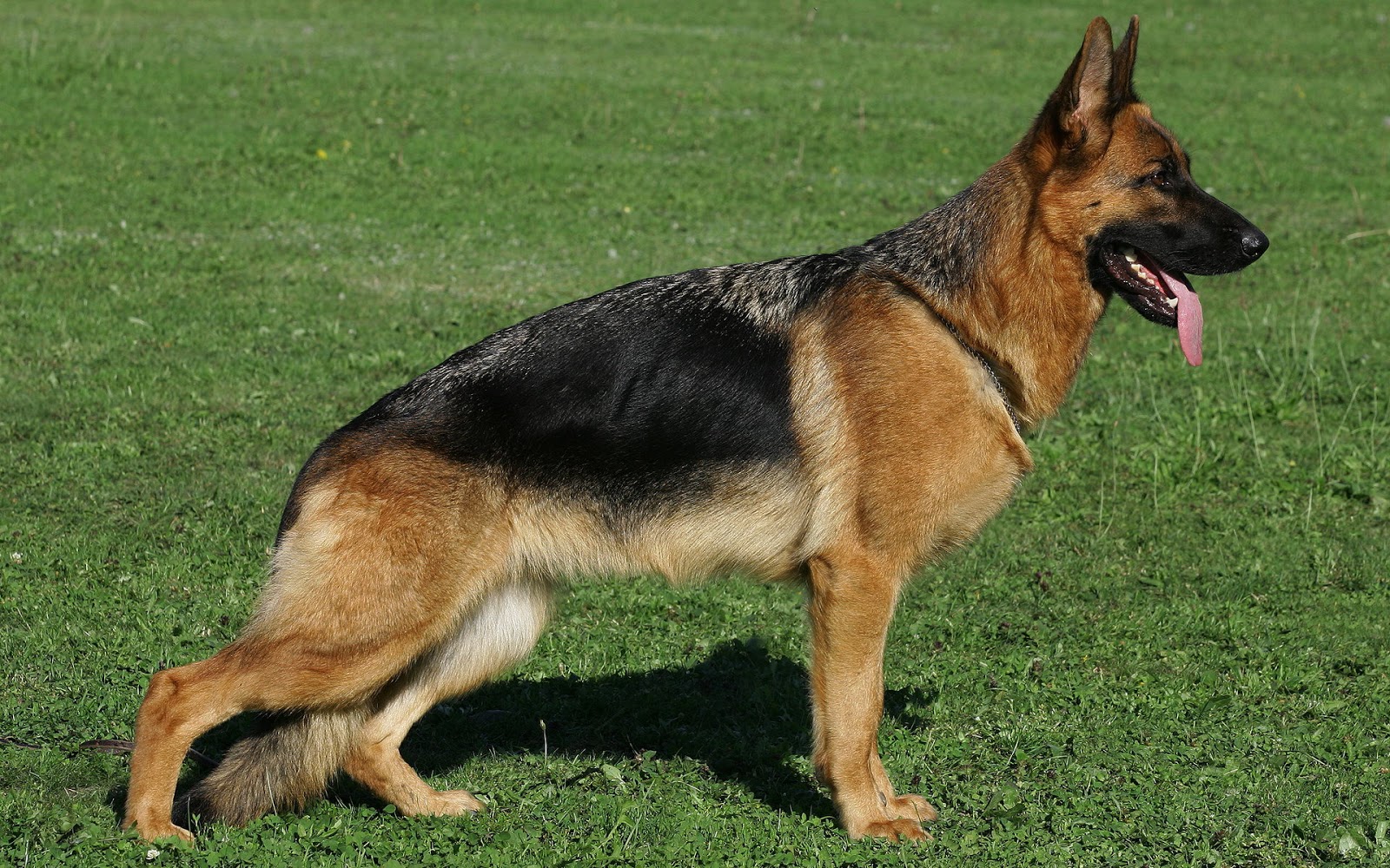 jarman safed hund tapete,hund,alter deutscher schäferhund,deutscher schäferhund,könig hirte,osteuropäischer schäferhund