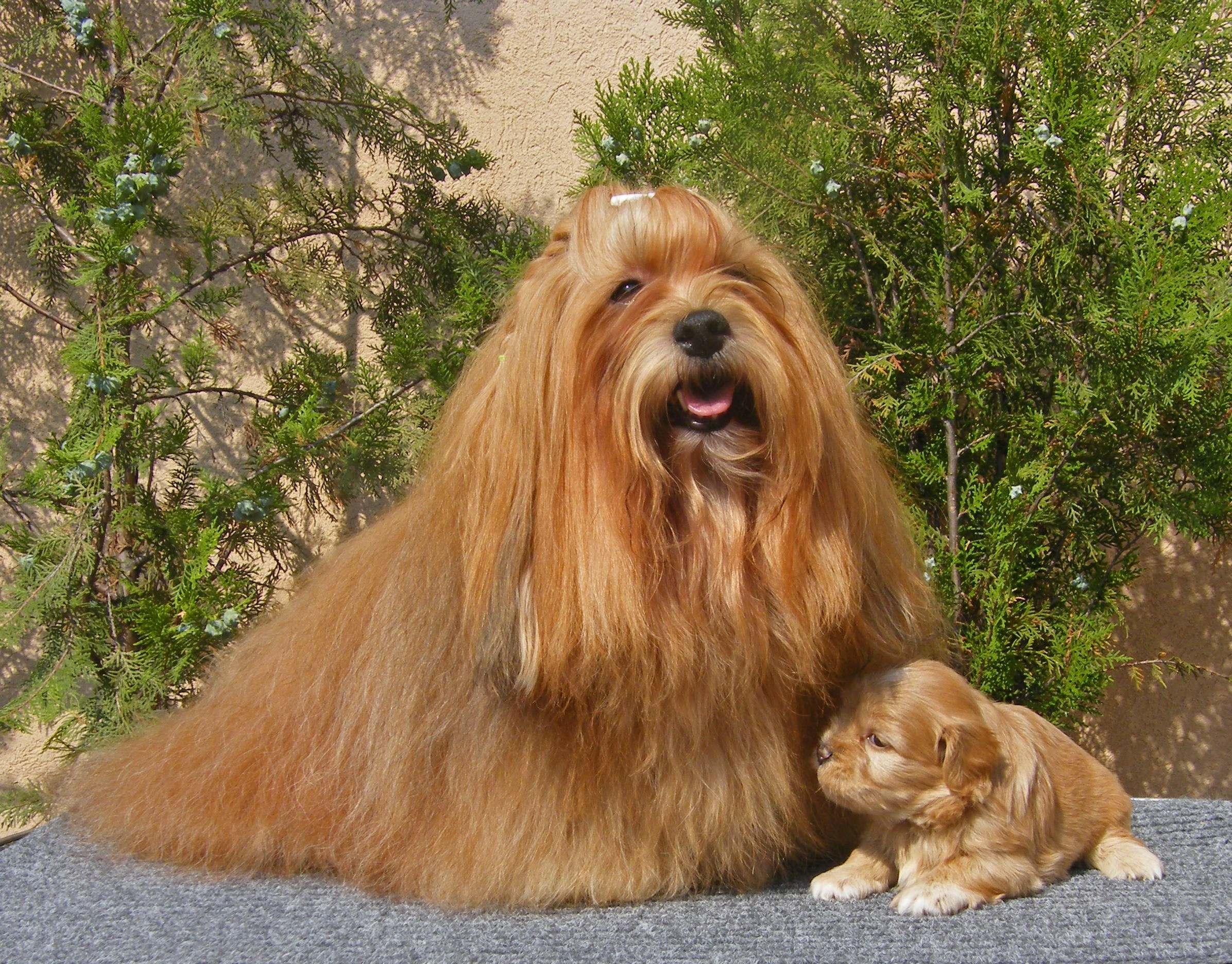 jarman safed dog wallpaper,dog,mammal,vertebrate,dog breed,canidae