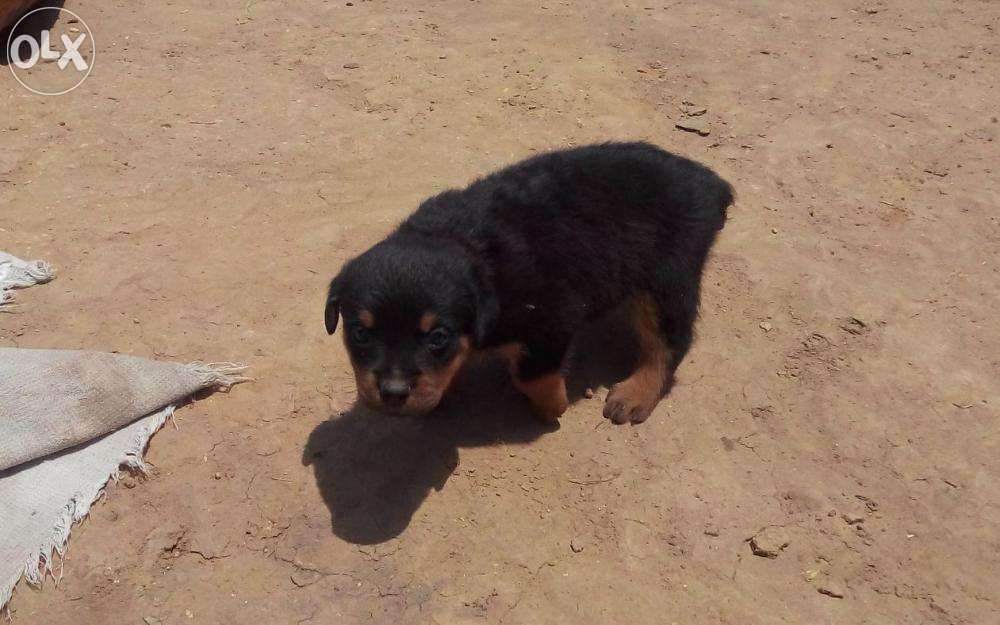 jarman safed dog wallpaper,dog,vertebrate,dog breed,canidae,mammal