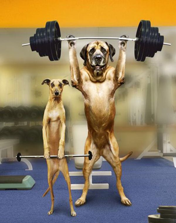 jarman safed dog wallpaper,dog,canidae,shoulder,exercise equipment,physical fitness
