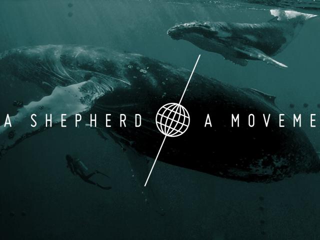 sea shepherd wallpaper,marine mammal,whale,fish,cetacea,grey whale