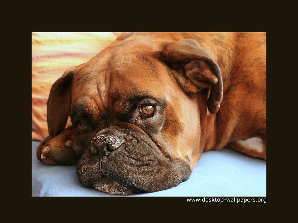 jarman safed dog wallpaper,dog,mammal,vertebrate,dog breed,canidae